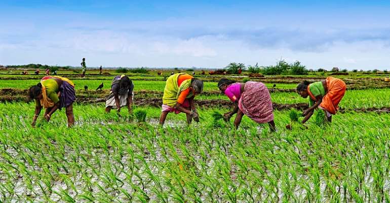 'Ayekoo' To Our Gallant Farmers!