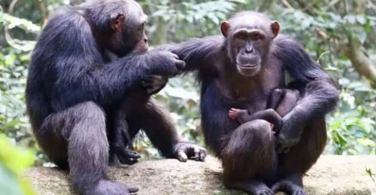 Potential of chimps’ food could lead to unmasking treatment of human cancers and others