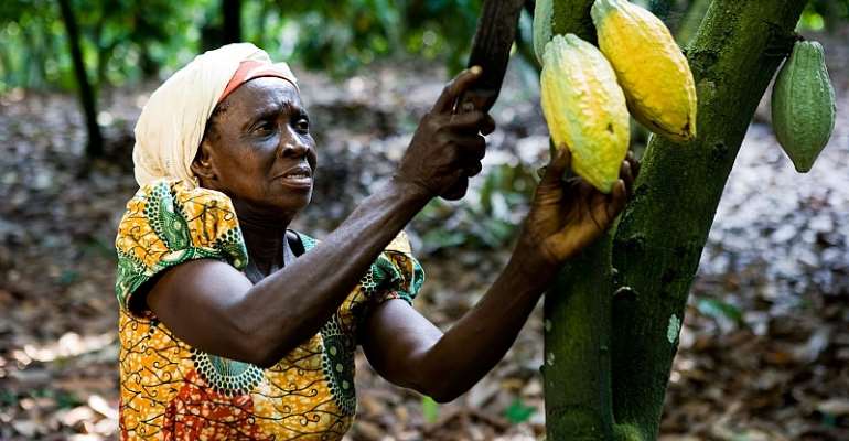 Cocoa Advocacy Initiative Set To Launch