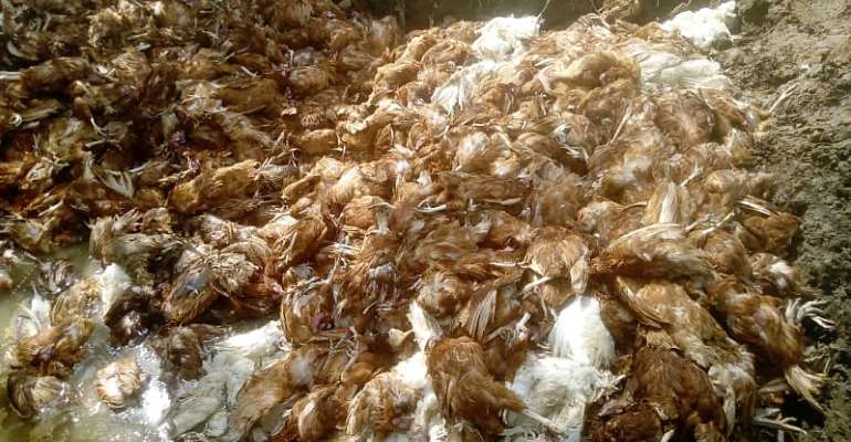 Bird Flu strikes in Bibiani as sixth farm affected in two weeks