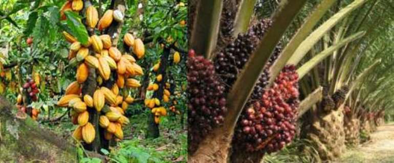 two-cash-crops-identified-for-1-d-1-f-in-agona-east