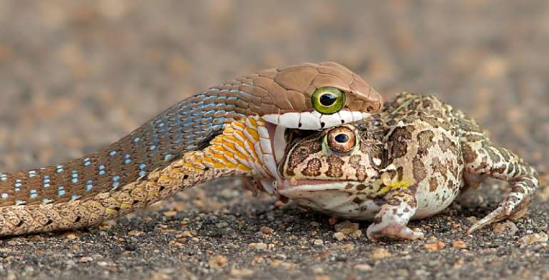 A boomslang eating a bullfrog. - Source: Provided by author/ G Cusins