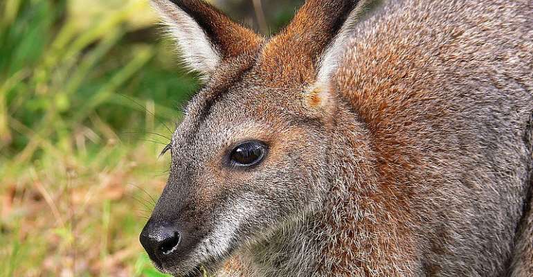 strewth-concern-over-sudden-decline-of-wallaby-population-in-french-forest