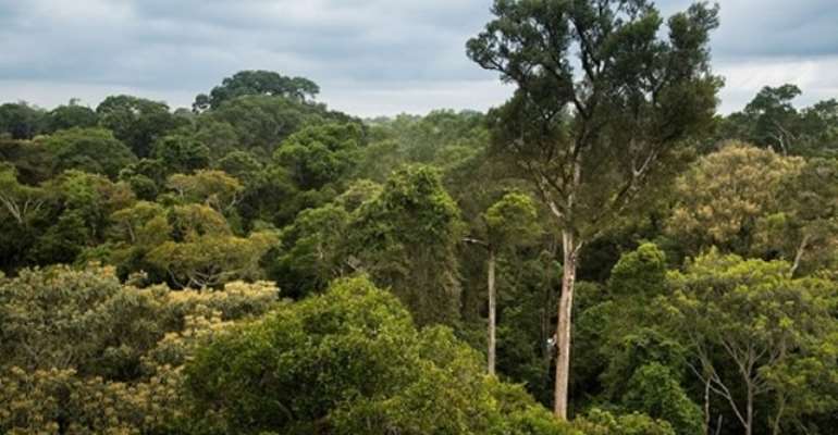 Ghana Runs To Chinese Gov't To Help Stop Afforestation