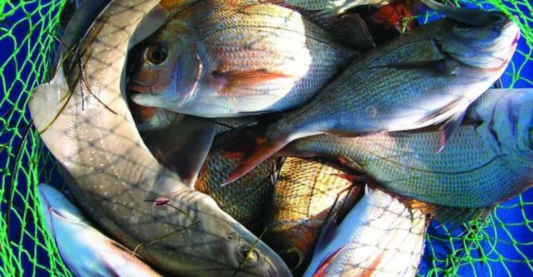 Fish Micronutrients ‘Slipping Through The Hands’ Of Malnourished People