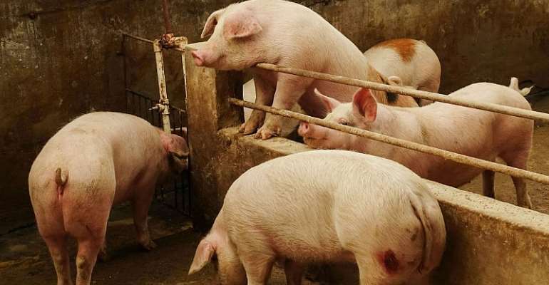 Africa Swine Fever Recorded In W/R