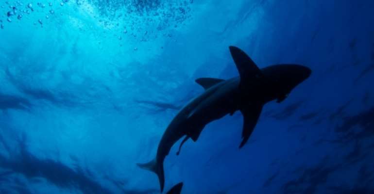 A black-tip shark is seen swimming during a baited shark dive in Umkomaas near Durban, South Africa. By Michele Spatari (AFP)