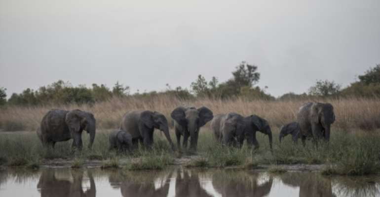 A herd of elephants feed around the waterhole in late afternoon at Pendjari National Park in Benin January 10, 2018. By STEFAN HEUNIS (AFP)