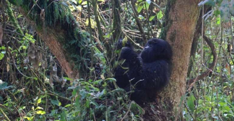 A young mountain gorilla is pictured in 2015 in the jungle at Bukima in Virunga National Park, eastern Democratic Republic of Congo. By Peter Martell (AFP/File)