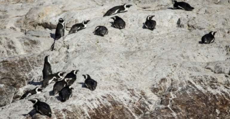 Algoa Bay, off the South African city of Port Elizabeth in the Eastern Cape province, is home to just under half the global population of African penguins. By MARCO LONGARI (AFP)