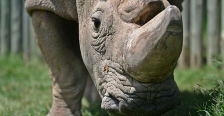 An initial enquiry said the rhinos may have become dehydrated and died after drinking saline water in their new habitat. By Tony KARUMBA (AFP/File)
