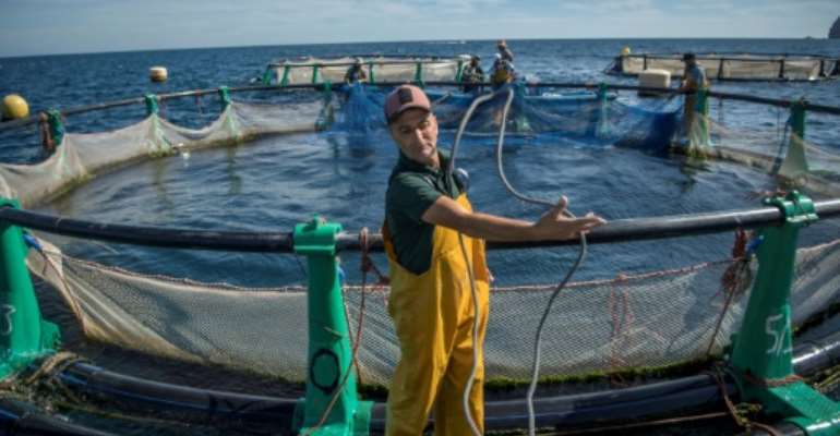 Aquaculture offers hope to struggling fishermen in the Moroccan city of M'diq. By FADEL SENNA (AFP)