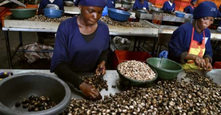 Armed with strict laws and an awareness campaign for planters, Ivory Coast is fighting the smuggling of cashew nuts. By ISSOUF SANOGO (AFP/File)