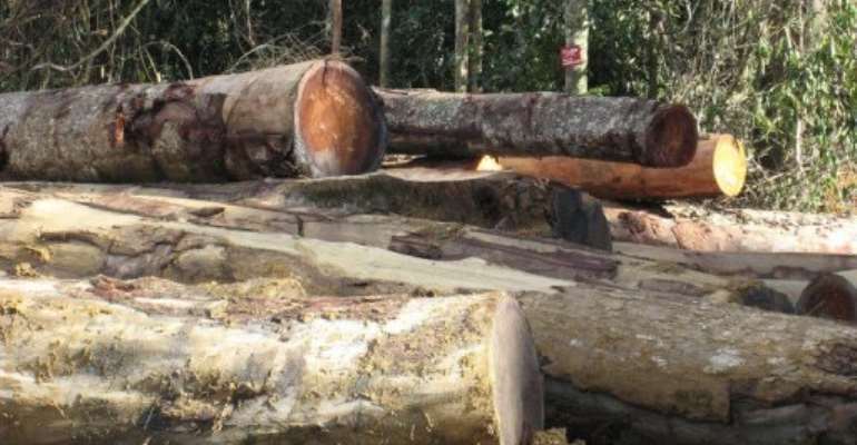 Gabon is densely forested with prized woods. By Delphine Ramond (AFP/File)