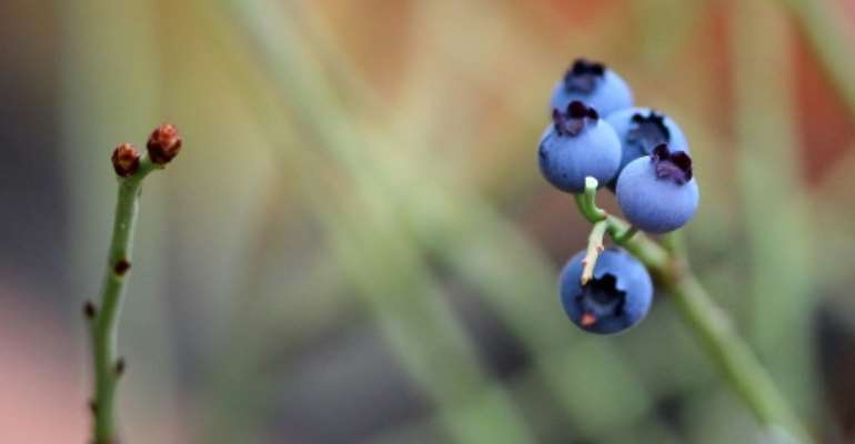 Blueberries are packed with antioxidants that can help fight cancer, diabetes, heart disease and other ailments. By Daniel ROLAND (AFP/File)