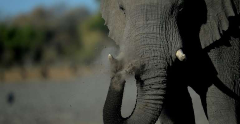 Botswana is auctioning licences to kill elephants by trophy hunters, a move that has sparked widespread anger. By MONIRUL BHUIYAN (AFP)