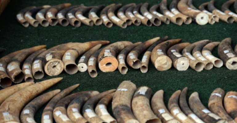 Elephant tusks are displayed by wildlife officials after more than 700 kilogrammes of ivory items were seized on the island of Koh Samui, in Bangkok on December 18, 2015. By Christophe Archambault (AFP/File)