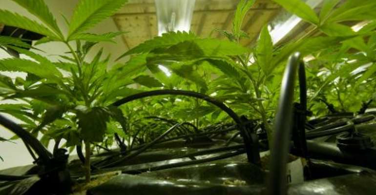 Marijuana plants on July 26, 2012 near Cape Town, South Africa. By Rodger Bosch (AFP/File)