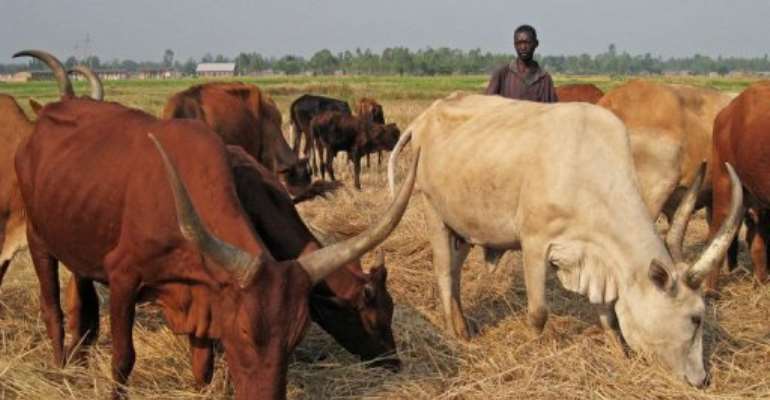 A cattle herder stands among Ankole longhorns, in Maramvya, Burundi, on August 13, 2013. By Esdras Ndikumana (AFP/File)