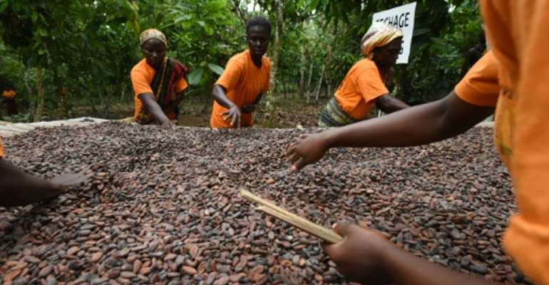 Cocoa producers currently have very little power over prices. By ISSOUF SANOGO (AFP)