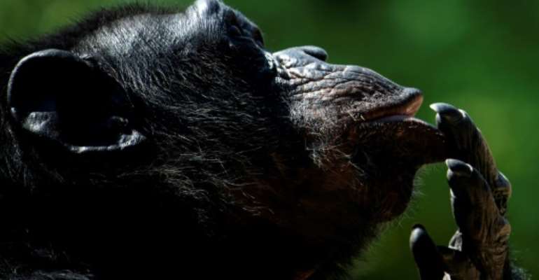 Cogito ergo sum? A chimp at the Bioparco Zoo in Rome during a heatwave in August this year. By Tiziana FABI (AFP)