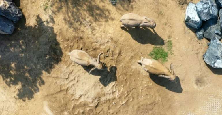 Counting elephant populations is a critical aspect of conservation. By GIUSEPPE CACACE (AFP/File)