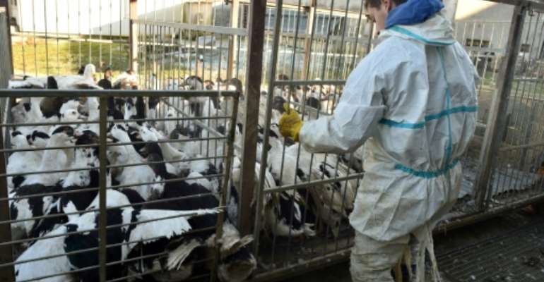 Ducks are unloaded at a farm in southwest France on January 6 ahead of their slaughter, part of a mass bird cull to stem the spread of bird flu. By REMY GABALDA (AFP/File)