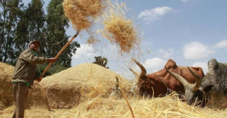 The demonstrations began November due to a government plan to expand the boundaries of Addis Ababa into the Oromia region surrounding the capital, raising fears among Oromo people that their farms would be expropriated. By Solan Gemechu (AFP/File)