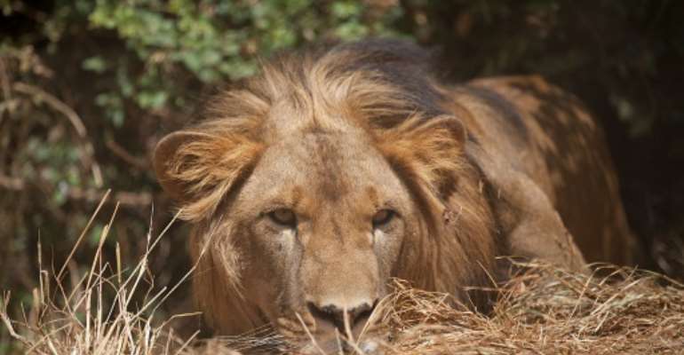 Ethiopian Lions Rediscovered In Alatash