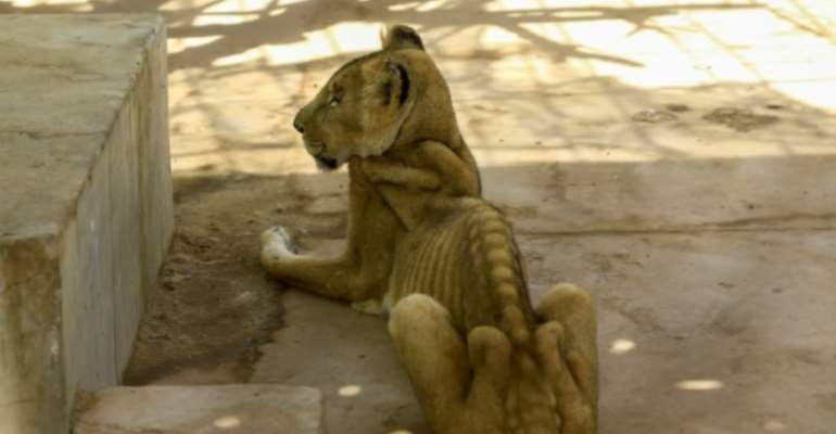 For weeks now, five lions held at Khartoum's Al-Qureshi Park in an upscale district of the capital have been suffering from shortages of food and medicine. By ASHRAF SHAZLY (AFP)
