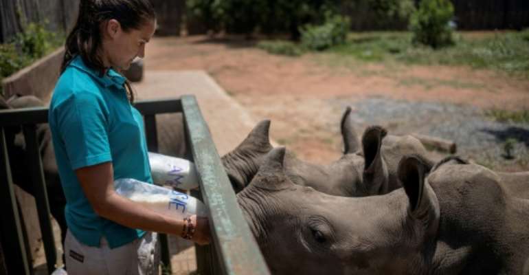 Four staff and two volunteers work around the clock to care for the rhino calves, sometimes even sleeping next to the youngest in an open faced barn. By Michele Spatari (AFP)