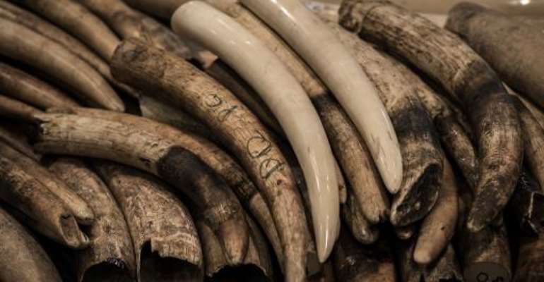 Despite the world ban, ivory trafficking has increased in recent years because of high demand, particularly in Asia. By Philippe Lopez (AFP/File)