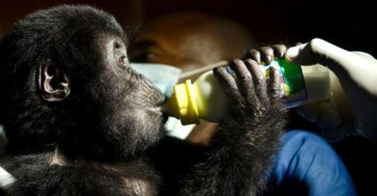 A photo taken on September 21, 2012 shows a baby Grauer's gorilla poached from Kahuzi-Biega National Park in DR Congo. By Luanne Cadd (Virunga National Park/AFP)