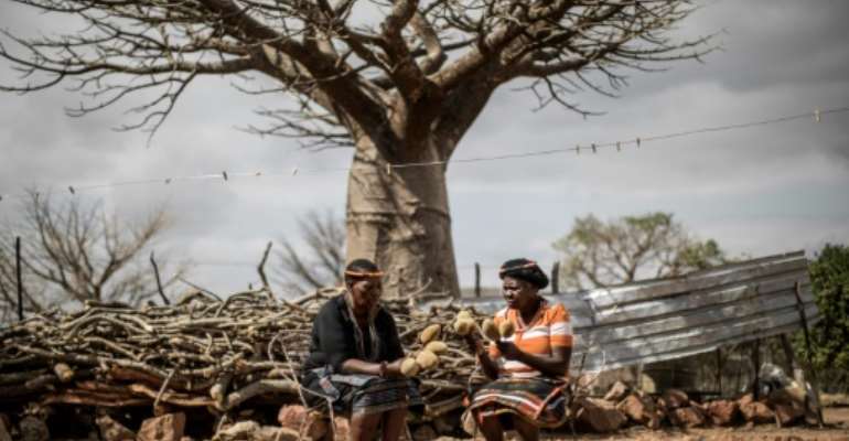 Historically credited with mythical and spiritual powers in African folklore, the baobab is known as the