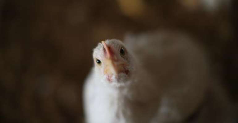 Ivory Coast said it is banning the import of poultry from avian flu-hit Burkina Faso to prevent the spread of the disease. By Scott Olson (Getty/AFP/File)
