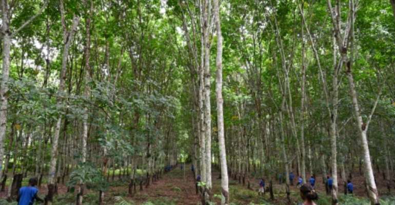 Ivory Coast's rubber plantations are being accused of damaging the environment and worsening food security. By ISSOUF SANOGO (AFP/File)