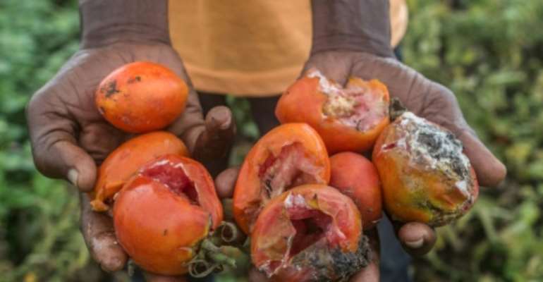 Left to rot: Part of a tomato harvest that a Benin farmer had grown for sale in Nigeria. By Yannick FOLY (AFP)