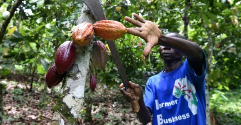 Millions of small cocoa farmers live in poverty, despite huge demand for chocolate. By SIA KAMBOU (AFP)