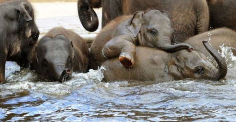 Asian elephants take a bath in a pool at the zoo in Germany. By Holger Hollemann (AFP/DPA/File)