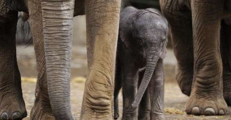 Zimbabwe wildlife authorities last December announced plans to export at least 62 elephants, saying that the country could cope with 42,000 elephants but had a population of 80,000. By Marius Becker (DPA/AFP/File)