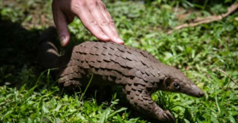 Pangolins are believed to be the world's most-trafficked animal. By Isaac Kasamani (AFP)