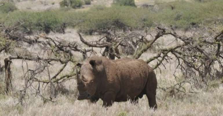 A male white rhino grazes at the Lewa Wildlife Conservancy in Kenya on November 18, 2010. By Simon Maina (AFP/File)