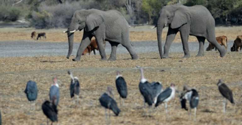 Protection row: Botswana has introduced new rules enabling elephants to be hunted legally. By MONIRUL BHUIYAN (AFP)
