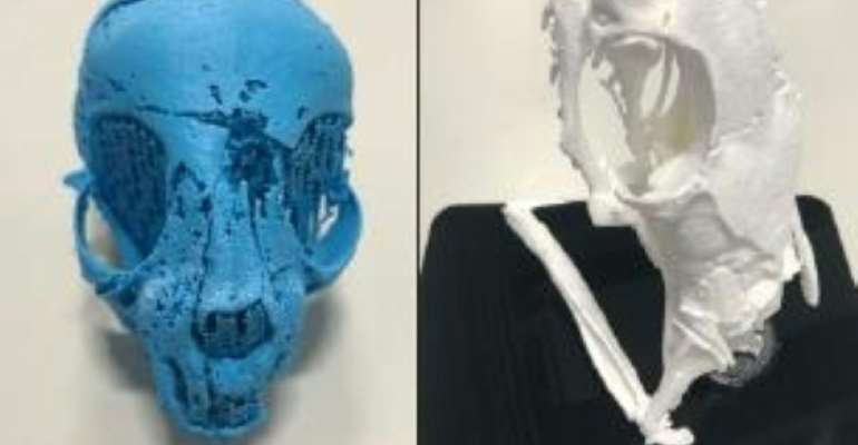 Scientists in Swansea have used 3D imaging to work out how this mummified Ancient Egyptian cat (left) and snake (right) both died. By Richard Johnston (SWANSEA UNIVERSITY/AFP)