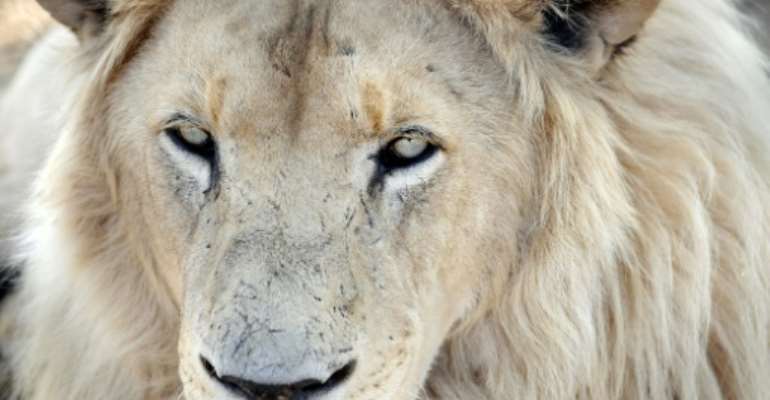 South Africa has as many as 8,000 lions in captivity being bred for hunting, the bone trade, tourism and academic research, according to estimates by wildlife groups. By STEPHANE DE SAKUTIN (AFP)