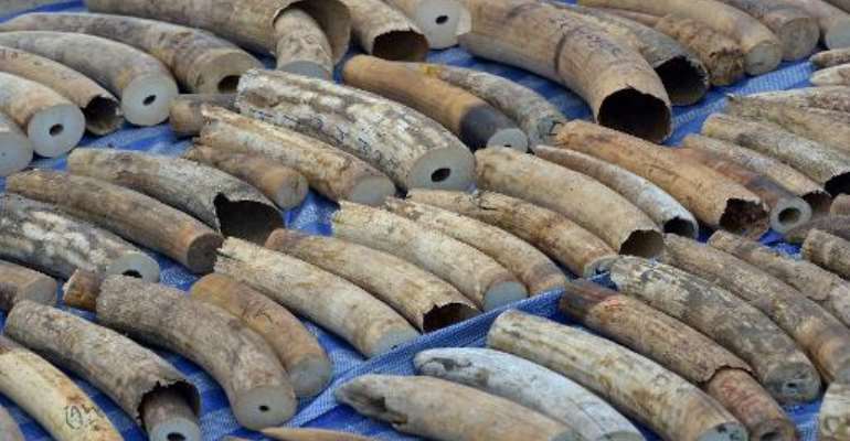 The 739 pieces of tusk were found stashed in a container which arrived at the port on April 18 after being shipped from the Democratic Republic of Congo destined for Laos, according to a statement by Thai customs. By Pornchai Kittiwongsakul (AFP)