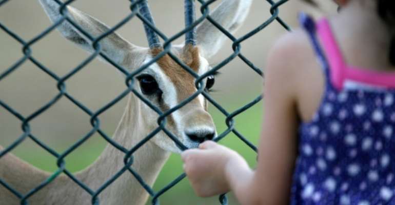 The dorcas gazelle, seen here at a zoo in Kuwait, is hunted for its meat in the Sahara. By YASSER AL-ZAYYAT (AFP/File)