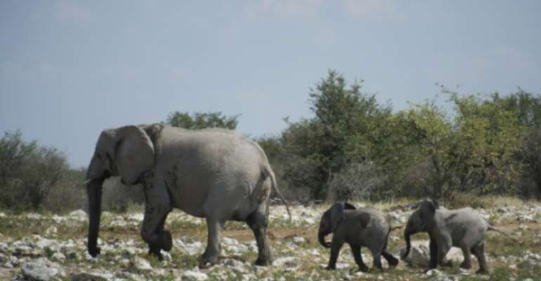 The elephants are to be sold rather than killed -- a policy change forced by a global outcry. By MARTIN BUREAU (AFP)