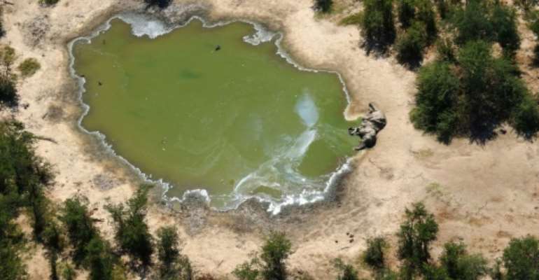 The fact that the dead elephants' tusks were intact ruled out poaching as a cause of death. By - (NATIONAL PARK RESCUE/AFP/File)