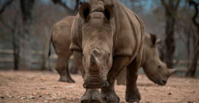 There are fewer than 25,000 rhinos left in the wild in Africa due to a surge in poaching. By MUJAHID SAFODIEN (AFP/File)